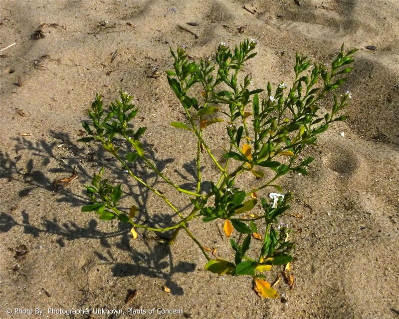 Plants of Concern
