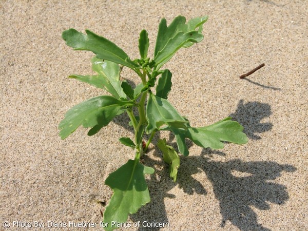 Plants of Concern